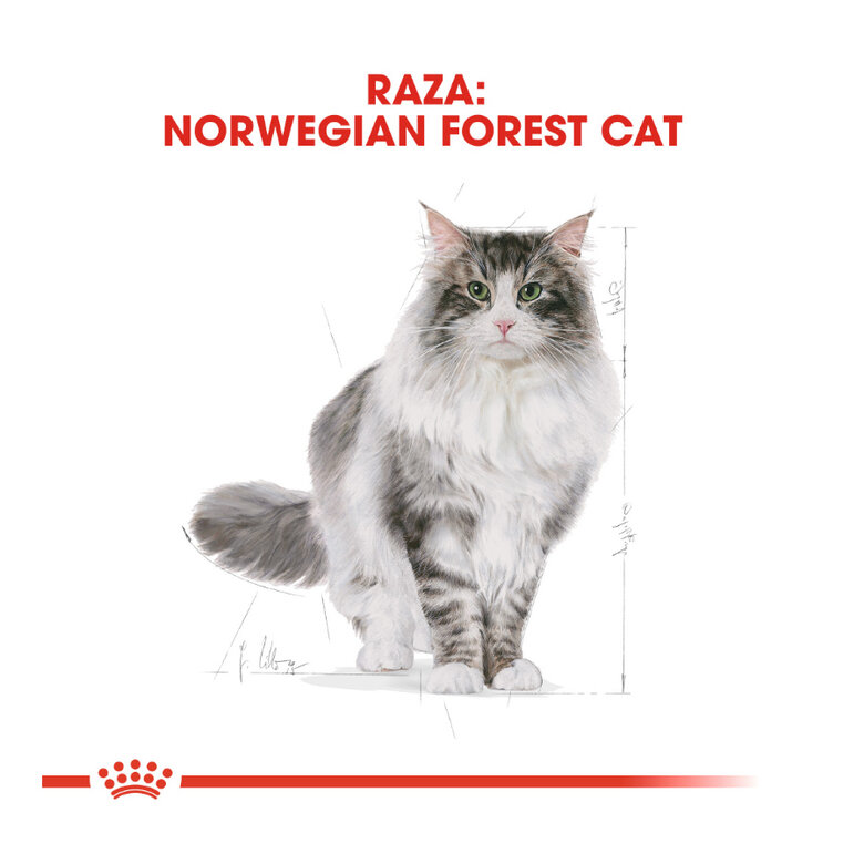 Royal Canin Adult Norwegian Forest pienso para gatos, , large image number null